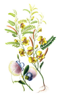 Flore d 'Amerique, Dessinee d' apres nature sur les lieux. 1843