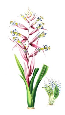 Flore d 'Amerique, Dessinee d' apres nature sur les lieux. 1843