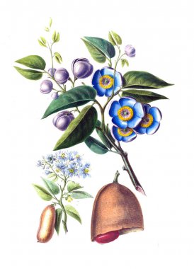 Flore d 'Amerique, Dessinee d' apres nature sur les lieux. 1843
