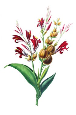 Flore d 'Amerique, Dessinee d' apres nature sur les lieux. 1843