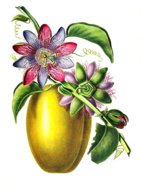 Flore d 'Amerique, Dessinee d' apres nature sur les lieux. 1843
