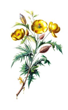 Flore d 'Amerique, Dessinee d' apres nature sur les lieux. 1843