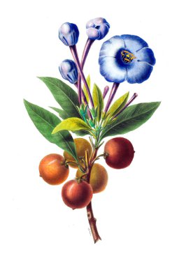 Flore d'Amerique, dessinee d'apres nature sur les lieux. 1843 clipart
