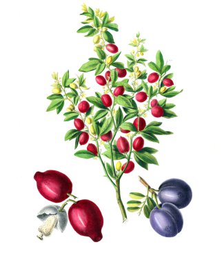 The Botanical theme. Flore d'Amerique, dessinee d'apres nature sur les lieux. 1843 clipart