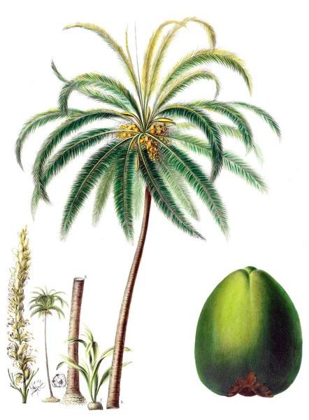 Flore Amerique Dessinee Apres Natura Sur Les Lieux 1843 — Zdjęcie stockowe