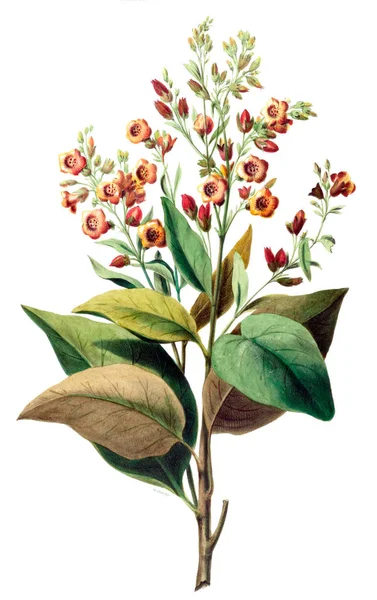 Flore d 'Amerique, Dessinee d' apres nature sur les lieux. 1843