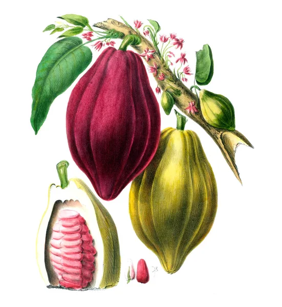 Flore Amerique Dessinee Apres Nature Sur Les Lieux 1843 — Stok fotoğraf