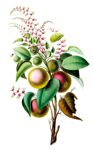 Flore Amerique Dessinee Apres Nature Sur Les Lieux 1843 — Fotografie, imagine de stoc