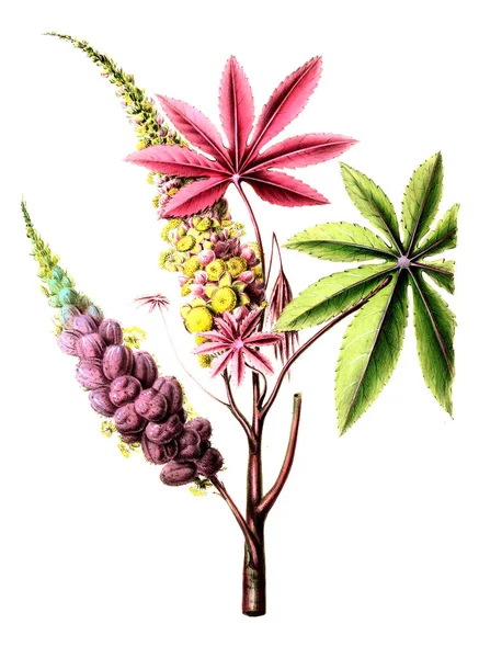 Flore Amerique Dessinee Apres Nature Sur Les Lieux 1843 —  Fotos de Stock