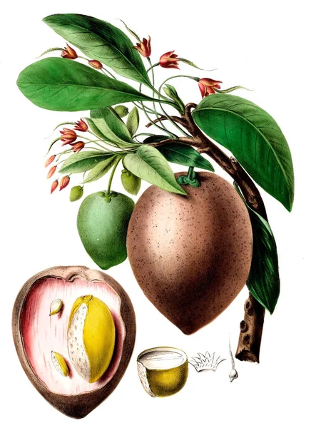 Flore Amerique Dessinee Apres Nature Sur Les Lieux 1843 — Foto de Stock