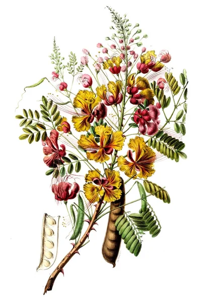 Flore Amerique Dezert Apres Nature Sur Les Lieux 1843 — Stock fotografie