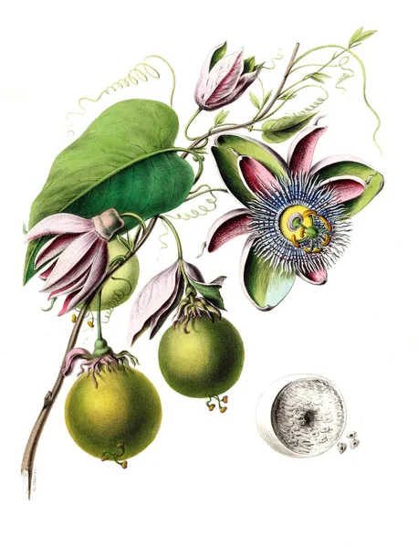 Flore Amerique Dessinee Apres Nature Sur Les Lieux 1843 — Stock Photo, Image