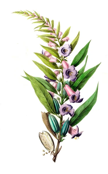 Flore Amerique Dessinee Apres Natura Sur Les Lieux 1843 — Zdjęcie stockowe