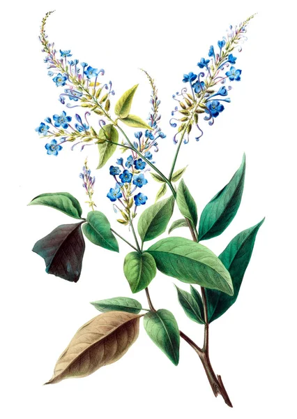Flore Amerique Dessinée Apres Nature Sur Les Lieux 1843 — Photo