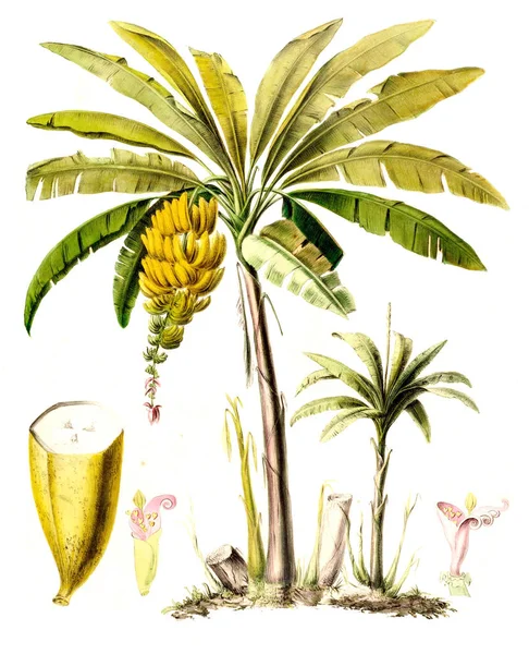 Flore Amerique Desszert Apres Nature Sur Les Lieux 1843 — Stock Fotó