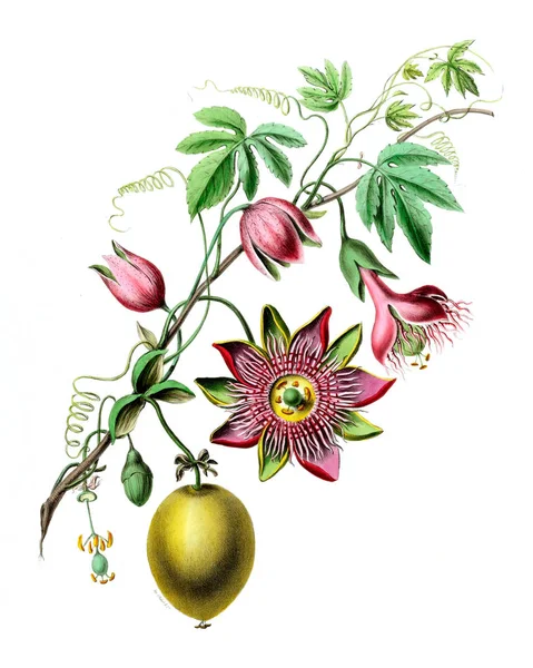 Flore Amerique Dessinee Apres Nature Sur Les Lieux 1843 — Fotografie, imagine de stoc