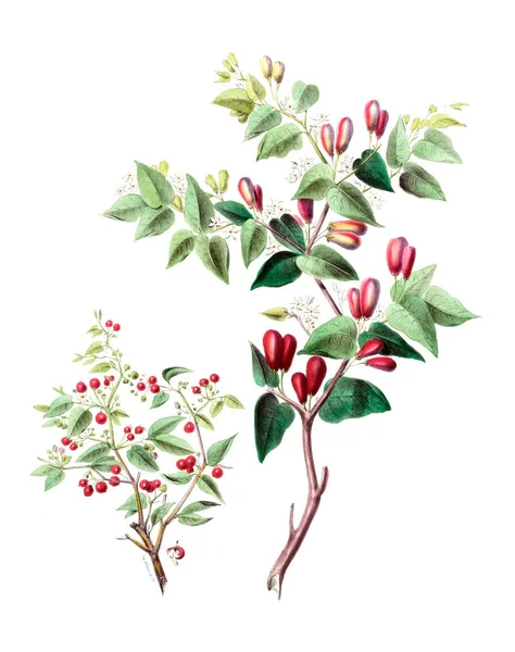 Flore Amerique Dessinee Apres Nature Sur Les Lieux 1843 — Stok fotoğraf