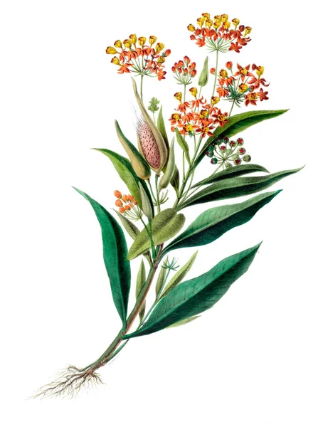 Flore Amerique Dessinee Apres Nature Sur Les Luutnanttia Vuosi 1843 — kuvapankkivalokuva