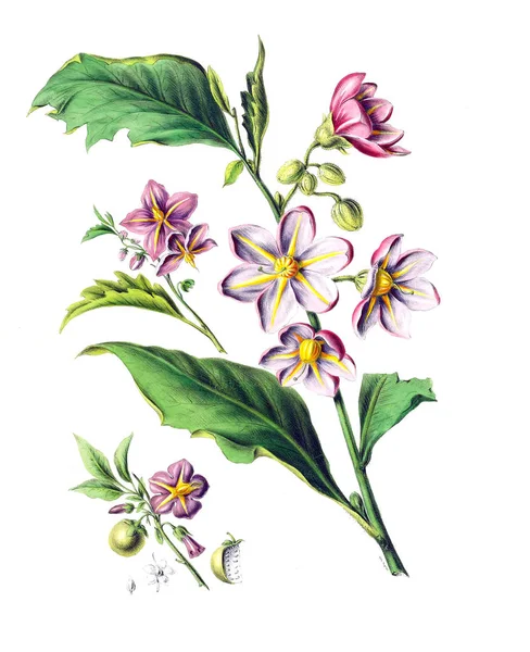 Flore Amerique Dessinee Apres Nature Sur Les Lieux 1843 — Φωτογραφία Αρχείου