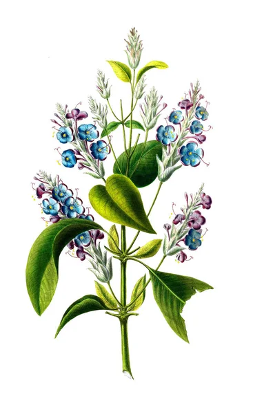 Flore Amerique Dessinee Apres Nature Sur Les Luutnanttia Vuosi 1843 — kuvapankkivalokuva