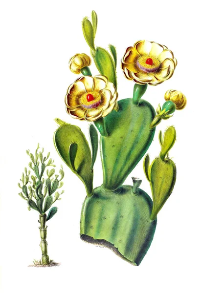 Flore Amerique Dessinée Apres Nature Sur Les Lieux 1843 — Photo