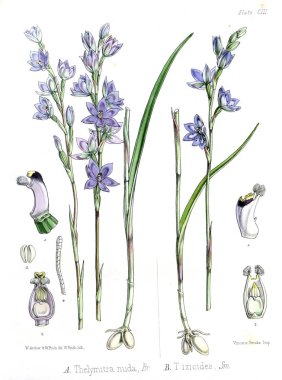 Boya Illustration. H.M Antartika yolculuğu botanik.