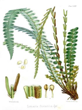 Boya Illustration. H.M Antartika yolculuğu botanik.