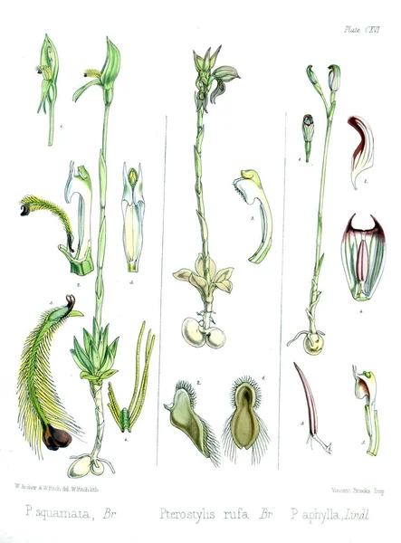 Иллюстрация Пальнта Ботаника Антарктического Вояжа — стоковое фото