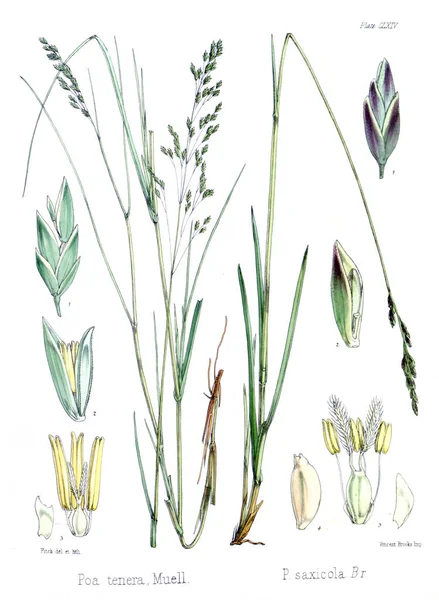 Illustratie Van Palnt Plantkunde Van Antarctische Reis Van — Stockfoto
