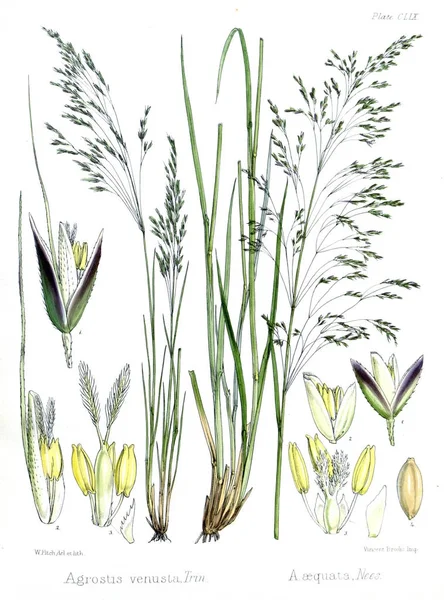 Illustration Palnt Botanik Antarctic Resan Hedenström — Stockfoto
