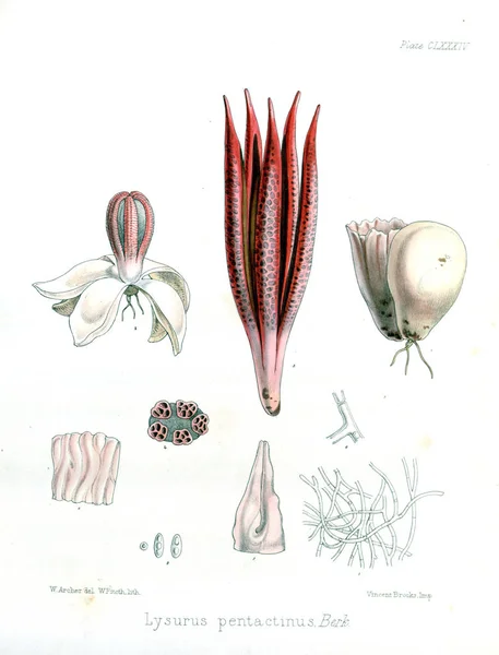 Ilustracja Palnt Botanika Antarktyki Rejsu — Zdjęcie stockowe