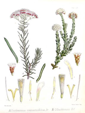 Boya Illustration. H.M Antartika yolculuğu botanik.