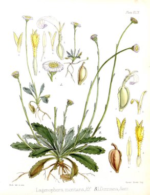 Boya Illustration. H.M Antartika yolculuğu botanik.