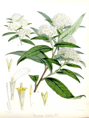 Boya Illustration. H.M Antartika yolculuğu botanik.
