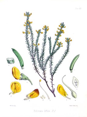 Illustration of palnt. The botany of the Antarctic voyage of H.M. clipart