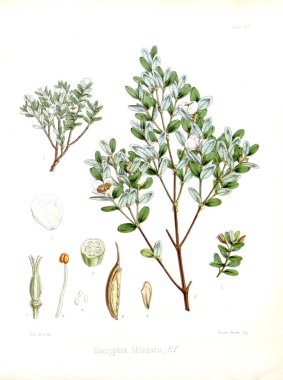 Boya Illustration. H.M Antartika yolculuğu botanik.