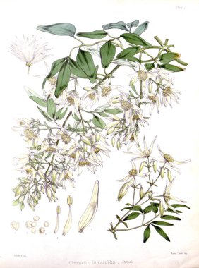 Boya Illustration. H.M Antartika yolculuğu botanik.