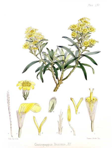Illustration Palnt Botany Antarctic Voyage — Stock Photo, Image