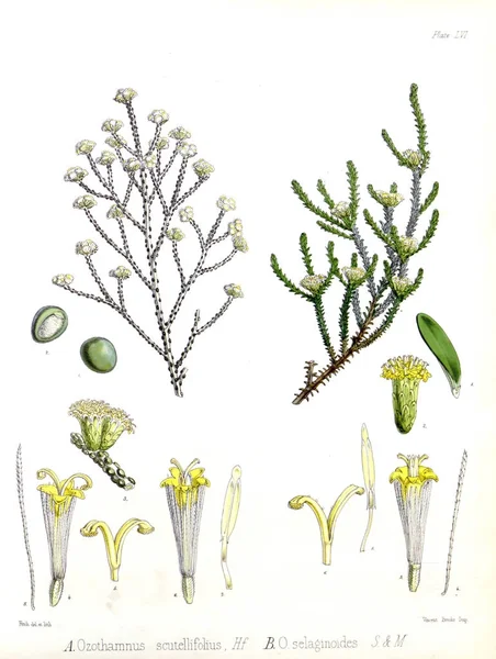 种的插图 南极航行的植物学 — 图库照片