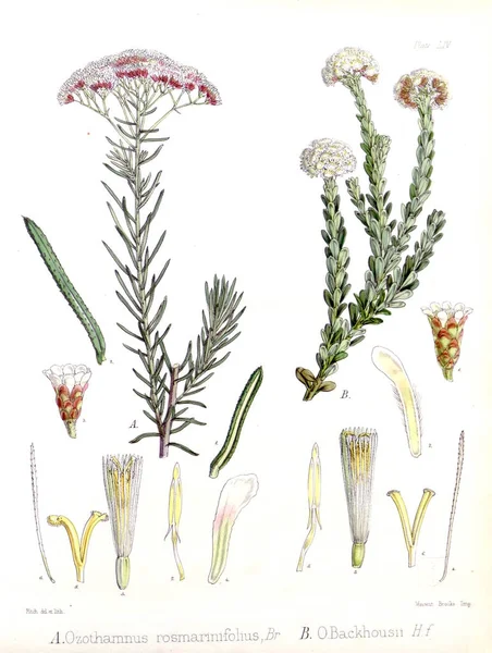 Ilustrace Palnt Botanika Antarktické Plavby Hejduk — Stock fotografie