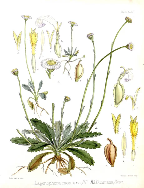 Illustratie Van Palnt Plantkunde Van Antarctische Reis Van — Stockfoto