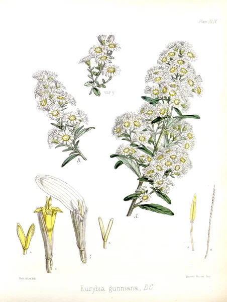 Illustration Palnt Botanik Antarctic Resan Hedenström — Stockfoto