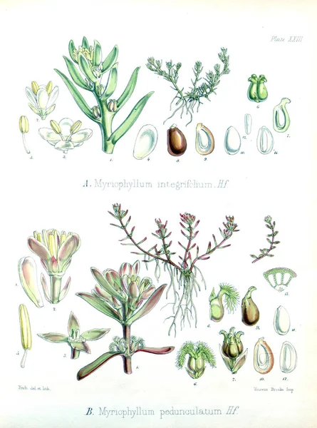 种的插图 南极航行的植物学 — 图库照片