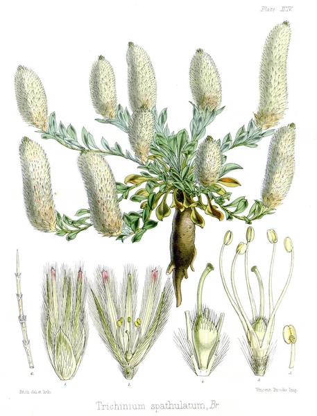 Ilustrace Palnt Botanika Antarktické Plavby Hejduk — Stock fotografie