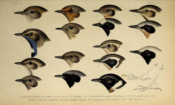 Κεφάλι Του Πουλιού Dieren Van Nederland Gewervelde Dieren — Φωτογραφία Αρχείου