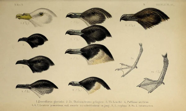 Den Kopf Des Vogels Tun Van Nederland Gewervelde Fordern — Stockfoto