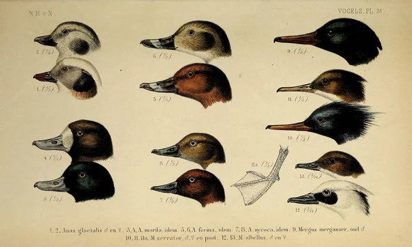 Den Kopf Des Vogels Tun Van Nederland Gewervelde Fordern — Stockfoto