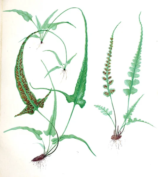 Illustration Fern Beautiful Ferns Original Water Color Drawings Nature 1882 — Stock Photo, Image