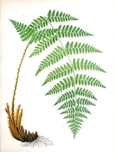 蕨类植物的插图 美丽的蕨类植物从原始的水颜色图画在自然以后1882 — 图库照片