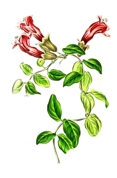 Иллюстрация Пальнта Annales Societe Royale Agriculture Botanique Gand — стоковое фото